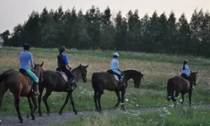 Jeździectwo dyscypliny: Poznaj różnorodność i ich znaczenie w sporcie